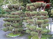 San Fran Vacation 124